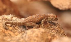Ptyodactylus