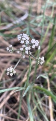 Lomatium geyeri