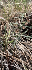 Lomatium geyeri