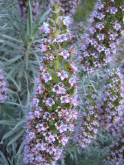 Echium virescens