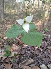 Trillium simile