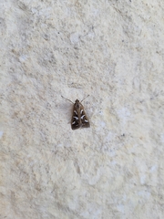 Diastictis