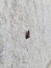 Diastictis