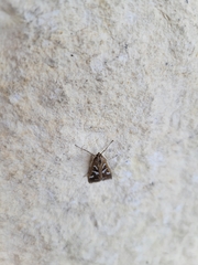Diastictis