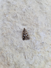 Diastictis