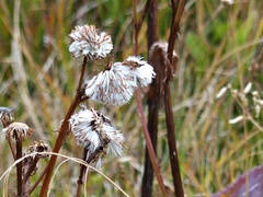 Senecio smithii