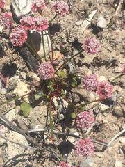 Eriogonum nortonii