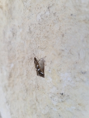 Diastictis
