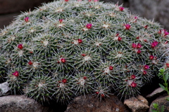 Mammillaria compressa