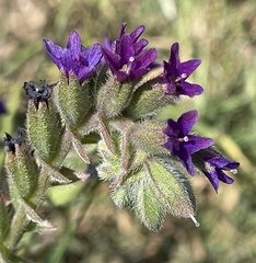 Anchusa undulata