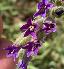 Anchusa undulata