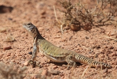 Uromastyx
