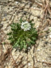 Teesdalia