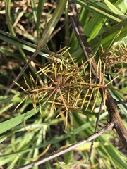Cyperus odoratus image