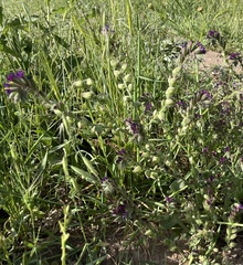 Anchusa undulata