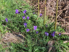 Viola bubanii