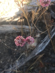 Eriogonum nortonii