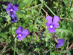 Viola bubanii