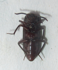 Stemmoderus singularis