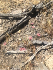 Eriogonum nortonii