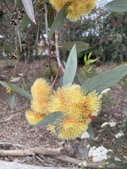 Eucalyptus woodwardii