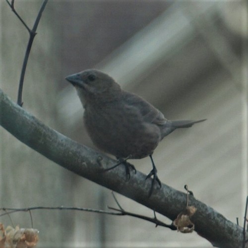 Brown-headed Cowbird photographed in West Virginia
