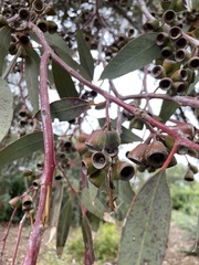 Eucalyptus woodwardii
