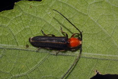Dylobolus rotundicollis