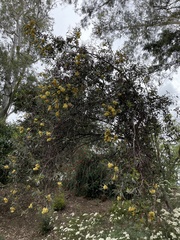 Eucalyptus woodwardii