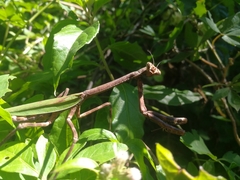 Pseudovates iheringi