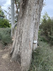 Eucalyptus rudis