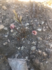 Eriogonum nortonii