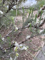 Melaleuca viminea