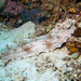 Amberfish Sea Cucumber - Photo (c) 104623964081378888743, some rights reserved (CC BY-NC), uploaded by 104623964081378888743