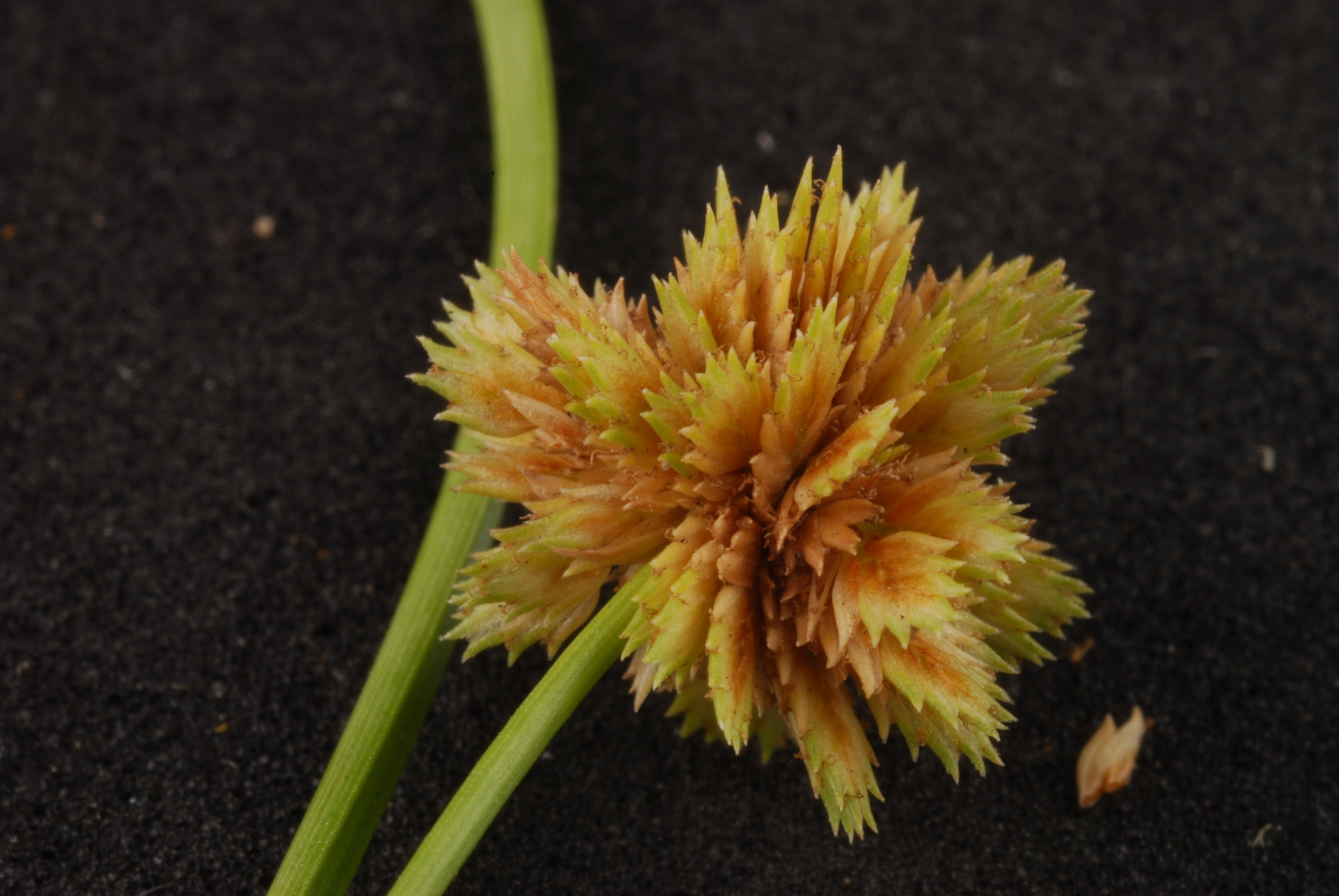 Cyperus acuminatus