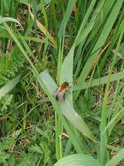 Andrena nitida