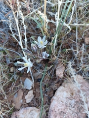 Androstephium breviflorum