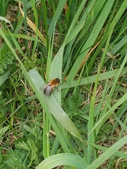 Andrena nitida
