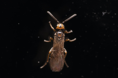 Braconidae