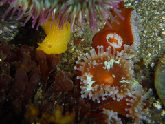 Corynactis californica