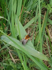 Andrena nitida