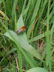 Andrena nitida