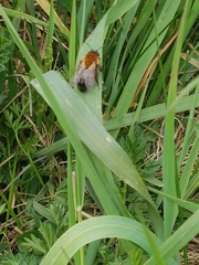 Andrena nitida
