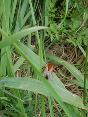 Andrena nitida