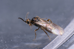Braconidae