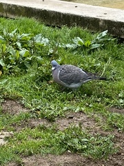 Columba palumbus