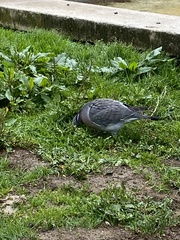 Columba palumbus