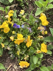 Viola × wittrockiana