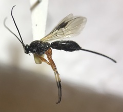 Earinus limitaris