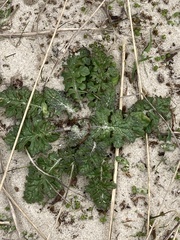 Jacobaea vulgaris dunensis